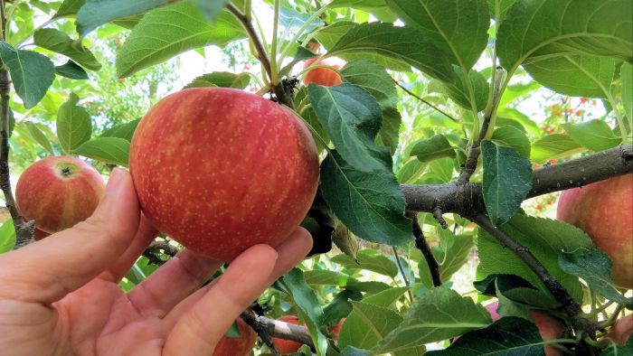 Wanneer kun je appels en peren oogsten?