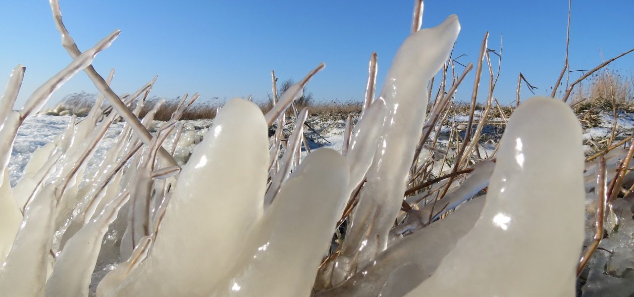 Dikke-laag-ijs-op-riet-Jannes-Wiersema-1280x600