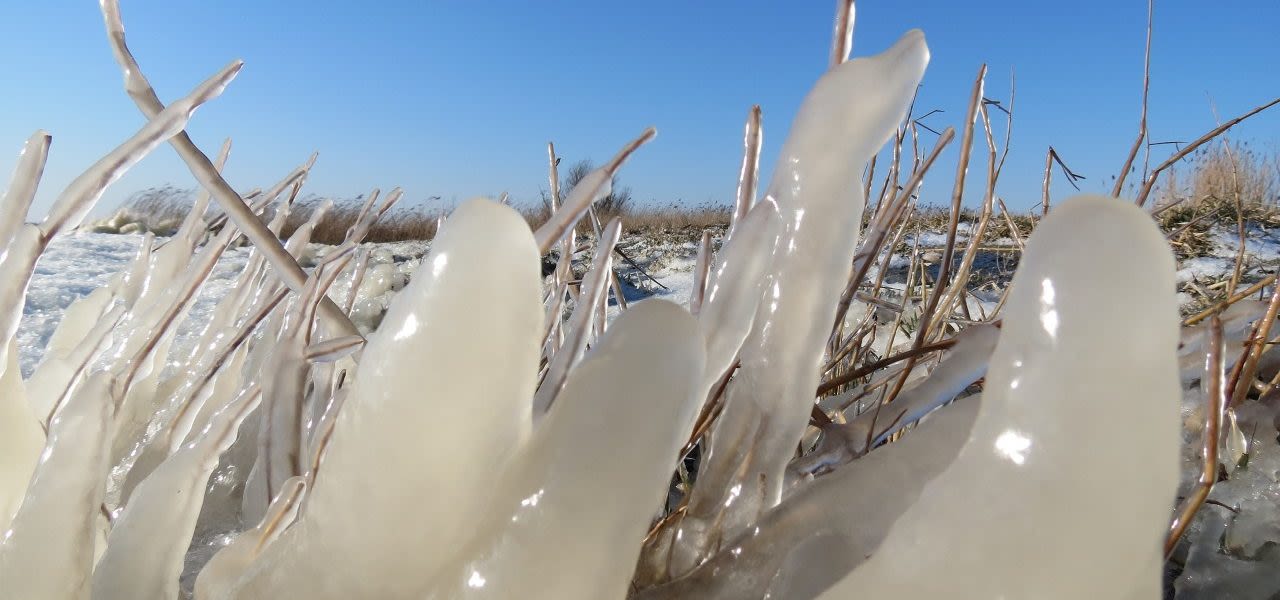 Dikke-laag-ijs-op-riet-Jannes-Wiersema-1280x600