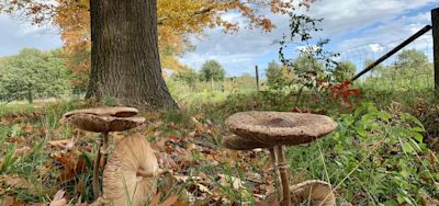 Oktober warm en fijn, het zal een scherpe winter zijn
