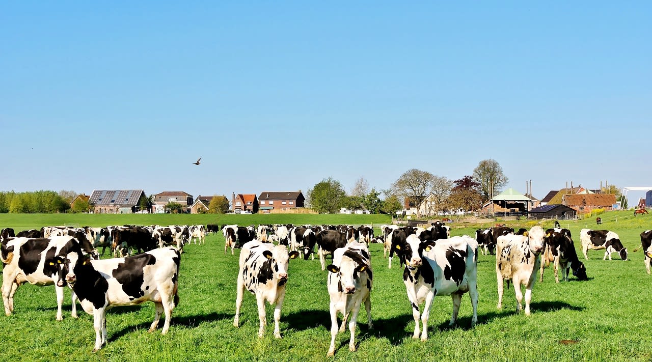 Koeien in de wei, foto Ton Wesselius