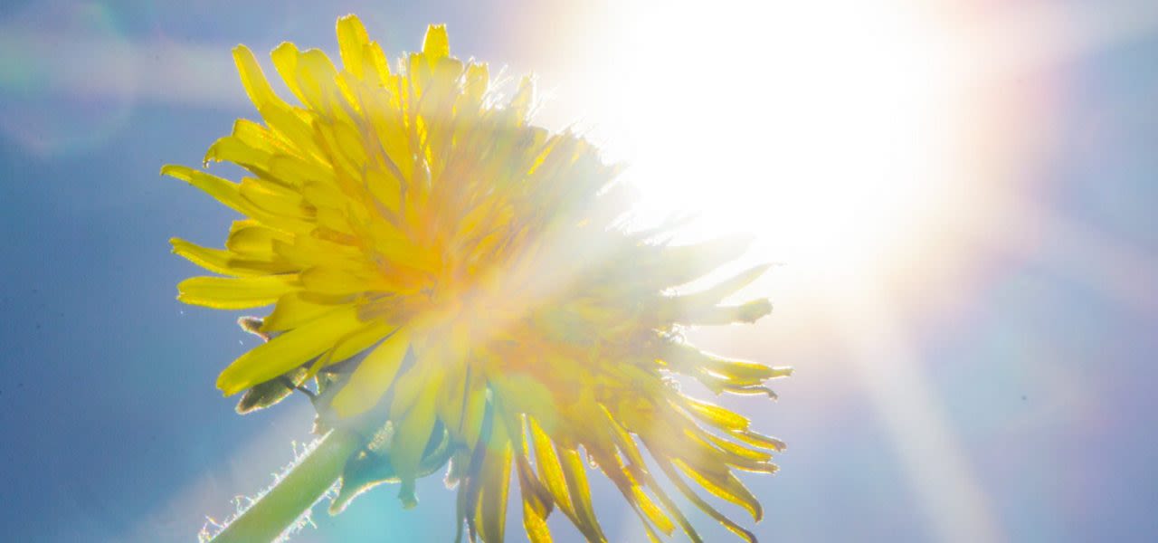 Ab-Donker-zonnebloem-in-de-zon-op-warme-dag-in-de-lente-1280x600