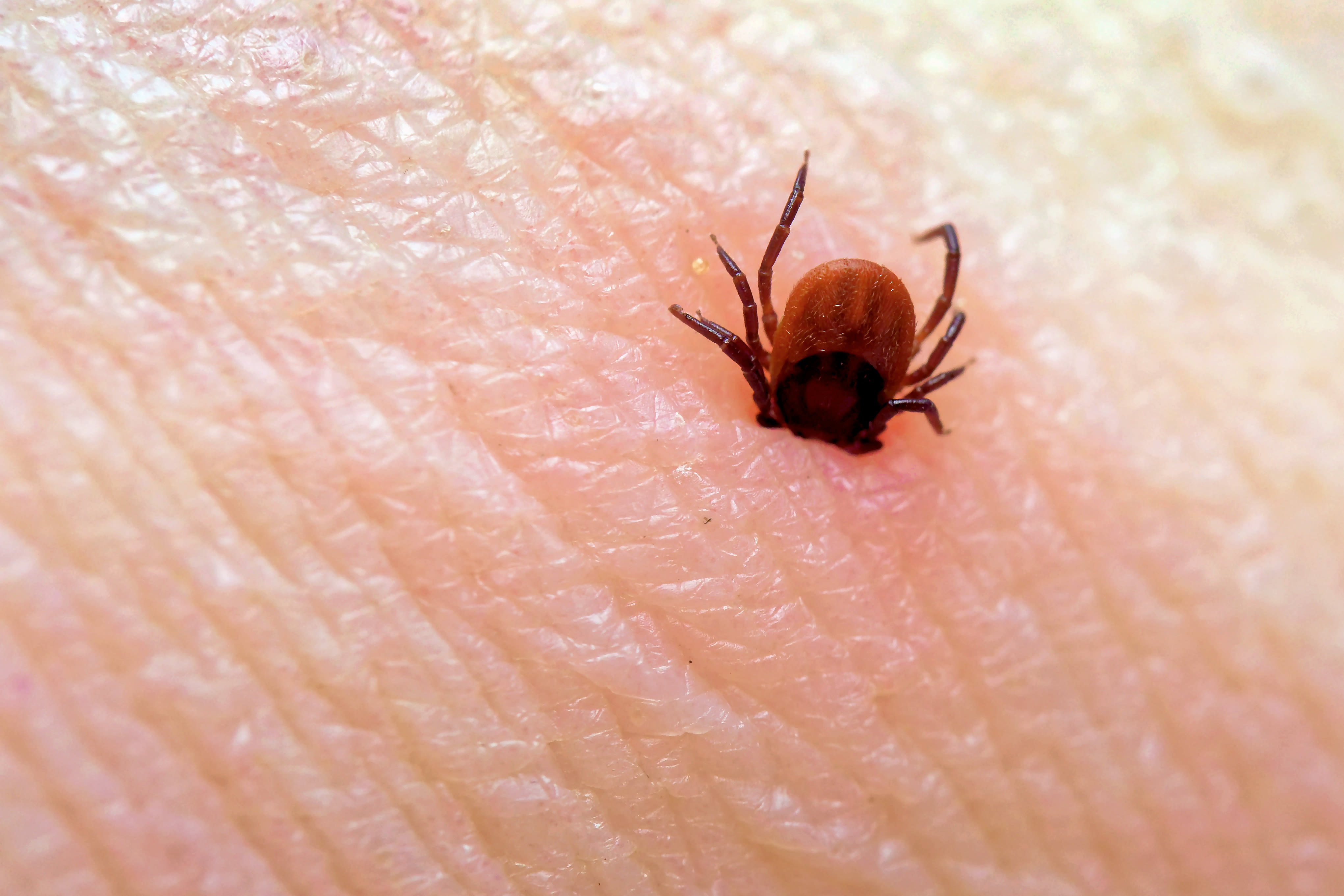 Teek heeft zich in huid vastgebeten. Foto: Adobe Stock / JuergenL. 