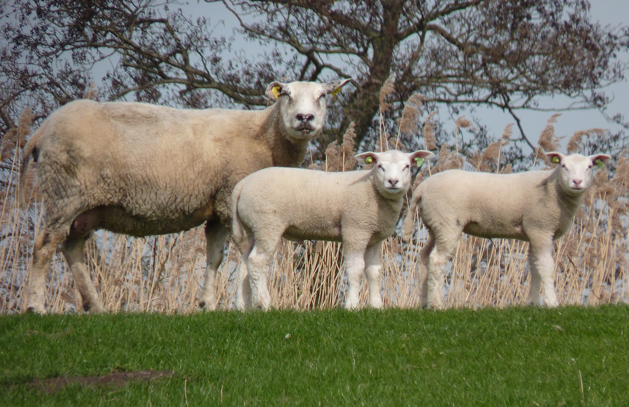 Weekverwachting: koude maartweek met buien en zon