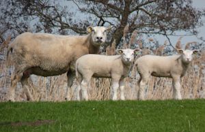 Weekverwachting: koude maartweek met buien en zon