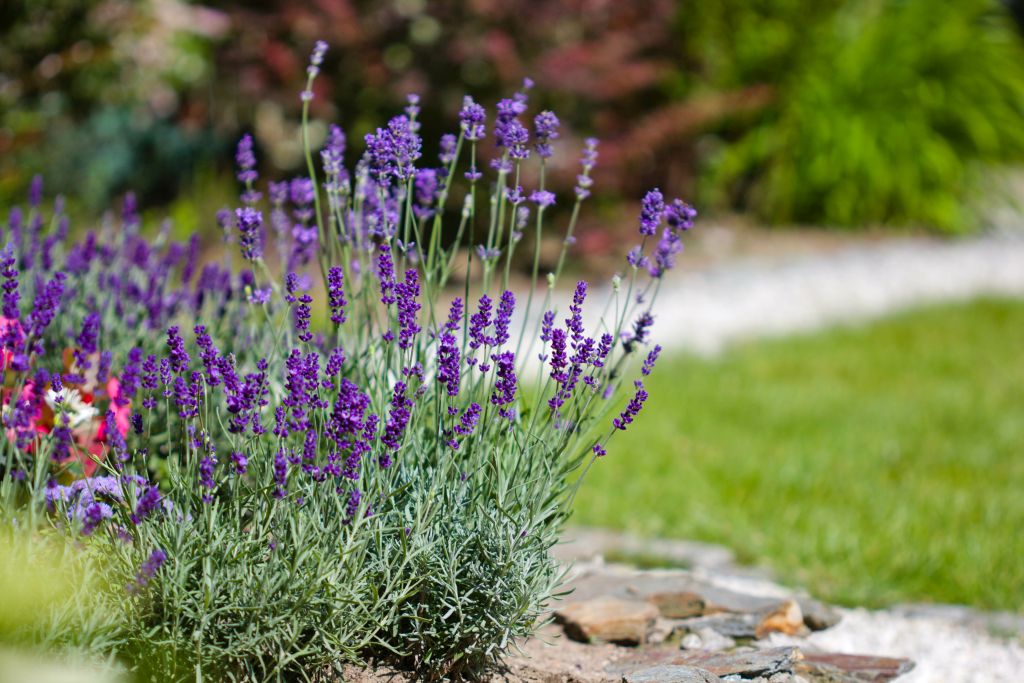 Snoeiadvies: hoe kan je het best lavendel snoeien?