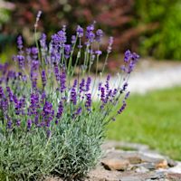 Snoeiadvies: hoe kan je het best lavendel snoeien?