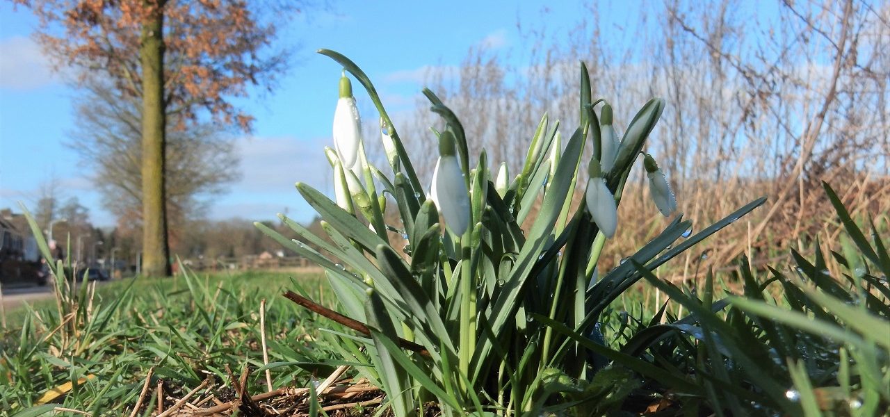 Weekend weer: lenteachtig weekend met flink wat zonneschijn