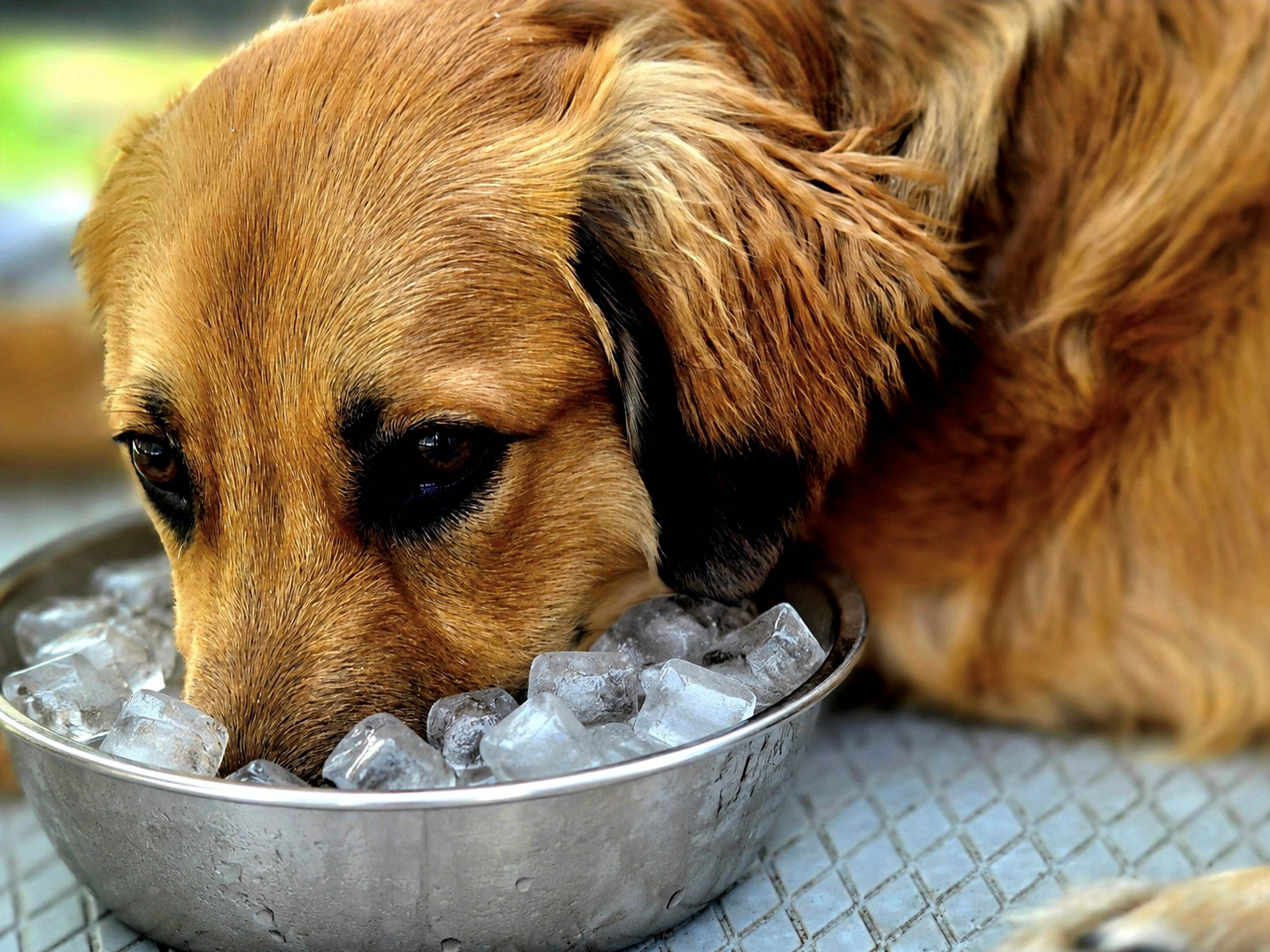 Dieren zijn ook wel toe aan verkoeling. Foto: Nel van Es