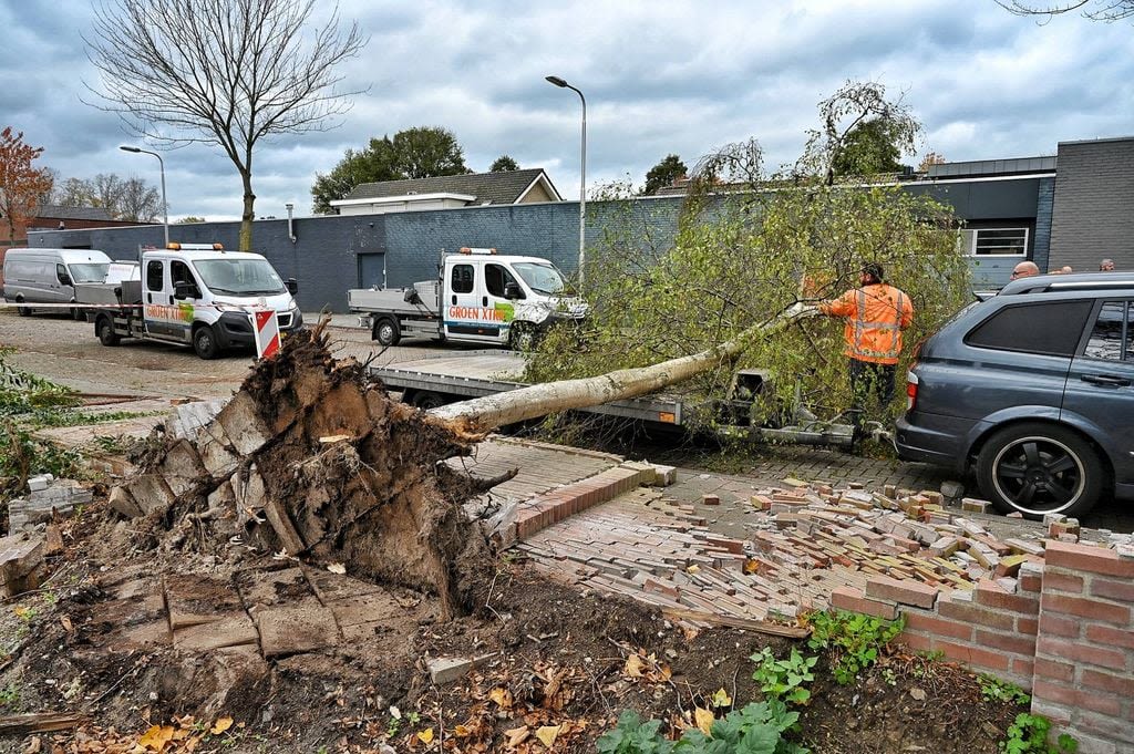 De omgevallen boom in Tilburg. Foto: Toby de Kort/Persbureau Heitink via Omroep Brabant