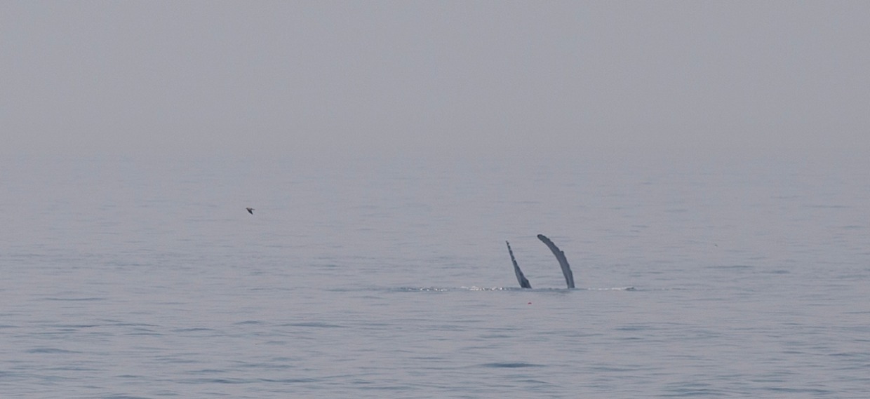 Hittegolf in oceaanwater door klimaatverandering