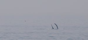 Hittegolf in oceaanwater door klimaatverandering