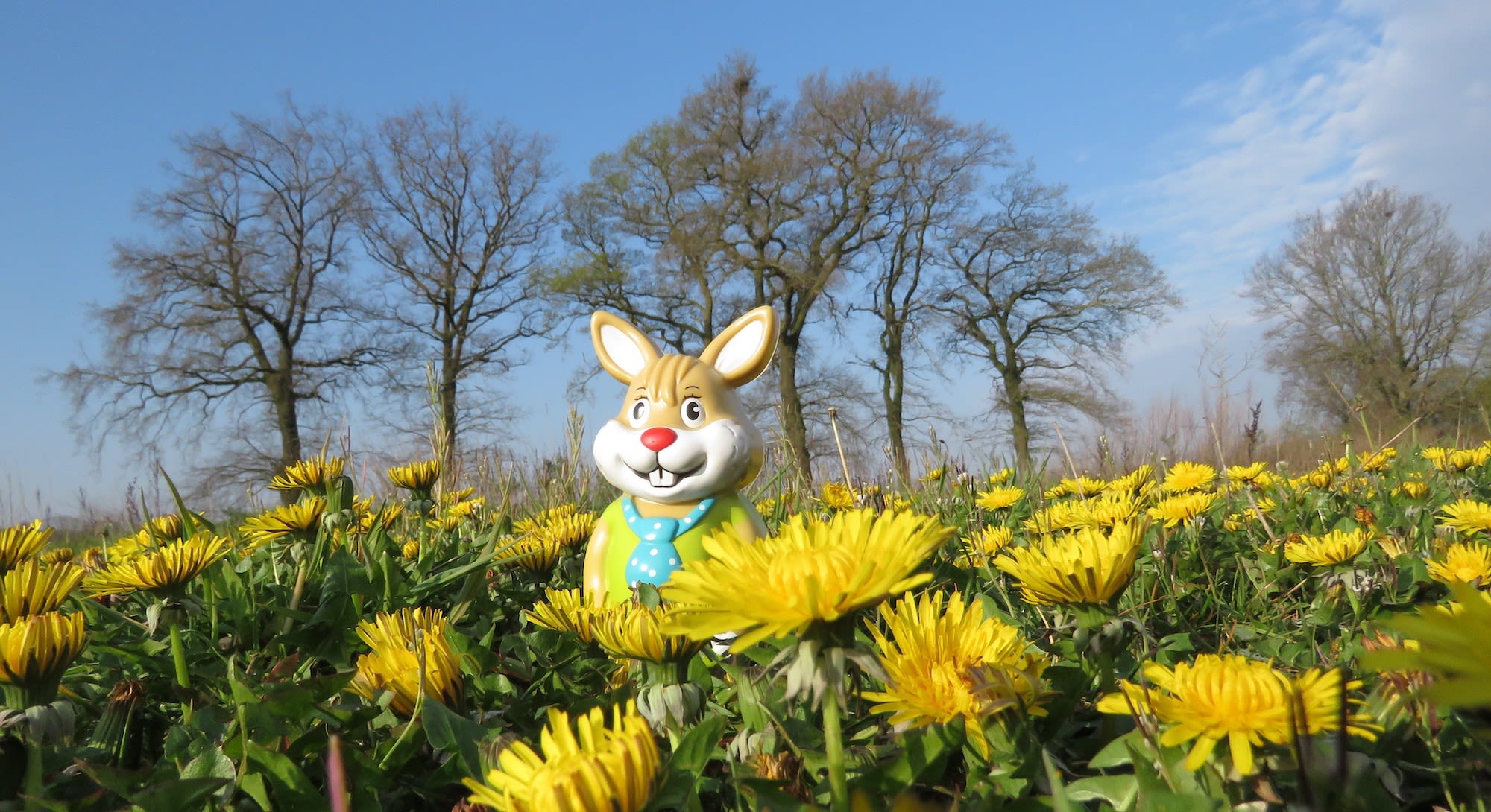 Paashaas tussen de paardenbloemen. Foto: Rob Beckers 