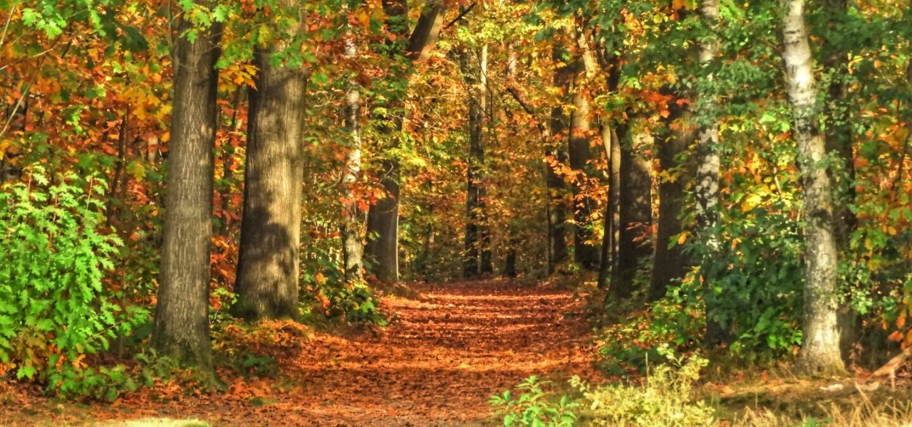 Het weer op de Veluwe