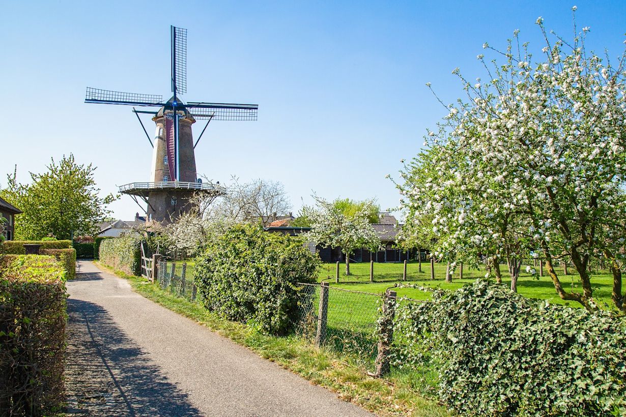 Lente op de Veluwe. Foto: Adobe Stock / Jan van der Wolf