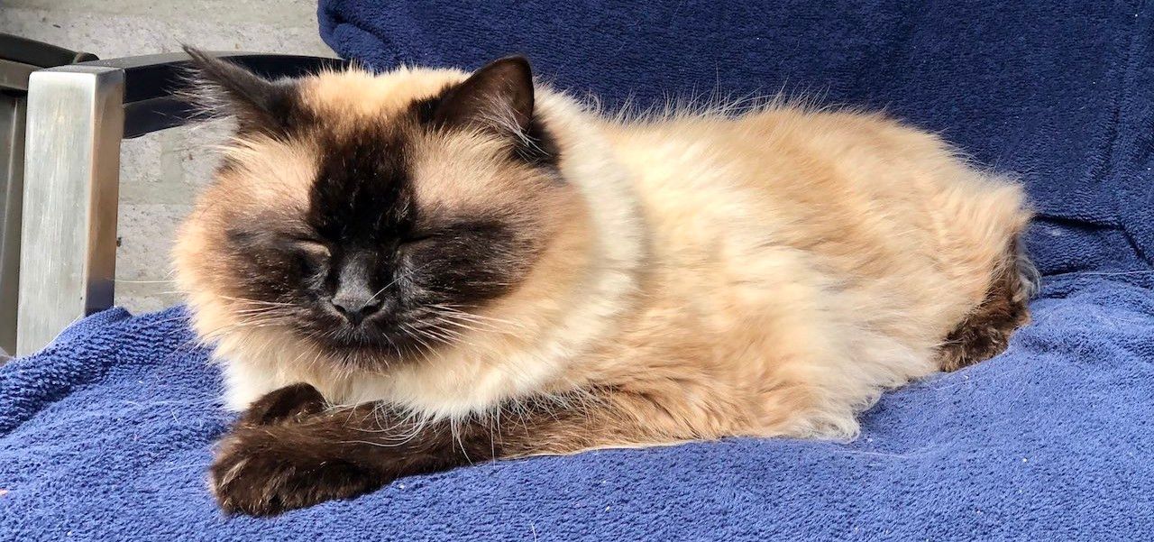 Jolanda-Bakker-temperatuur-omhoog-kat-ligt-te-zonnen-e1594636054432