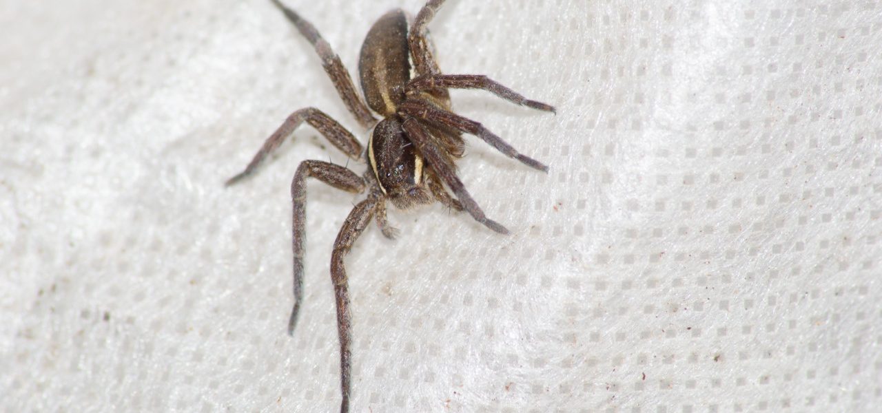 Spinneninvasie herfst: waarom september spinnenmaand is