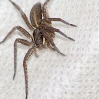 Spinneninvasie herfst: waarom september spinnenmaand is