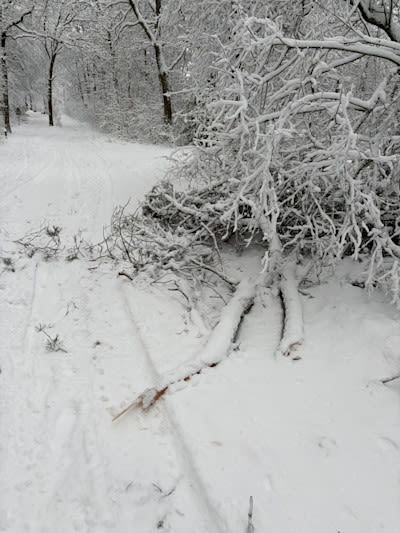 Er breken in de natuur takken af door het gewicht van de sneeuw. Foto: Berend van Straaten.