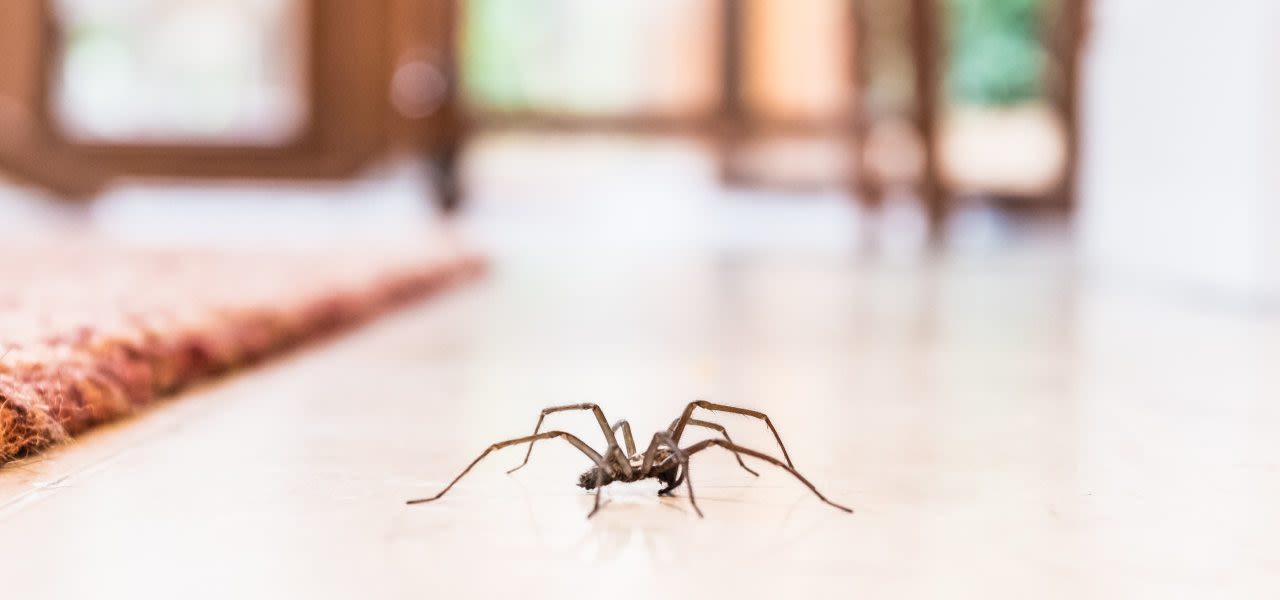 Een spin in huis. Foto: Adobe Stock / cbckchristine.