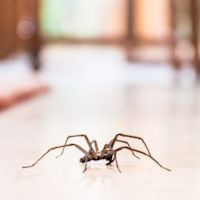 Het nut van spinnen: maak ze dus niet dood