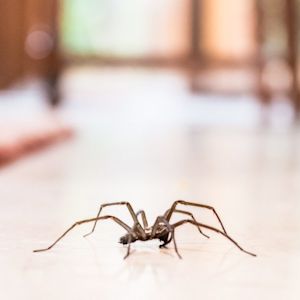 Het nut van spinnen: maak ze dus niet dood