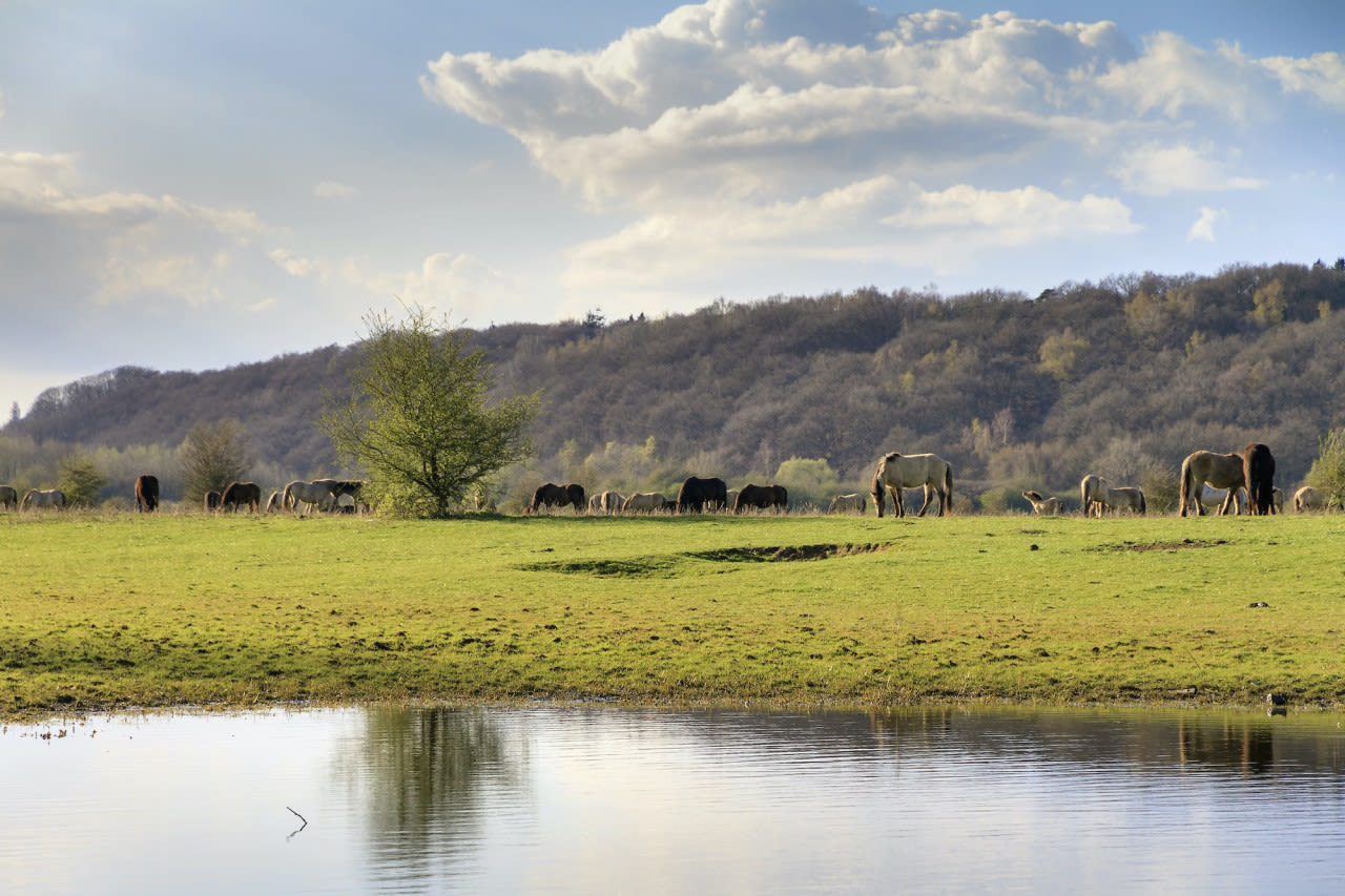 Konikpaarden in blauwe kamer bij Rhenen en Wageningen. Foto: Adobe Stock / dennisvdwater