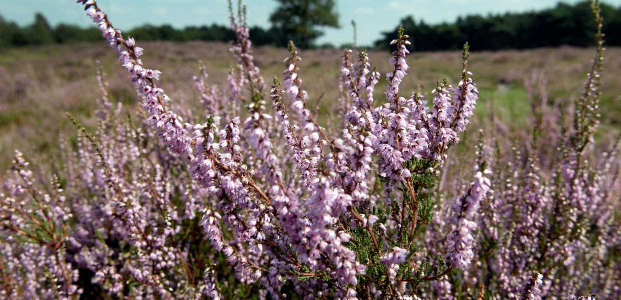 Droge zomers laten sporen na op Veluwe