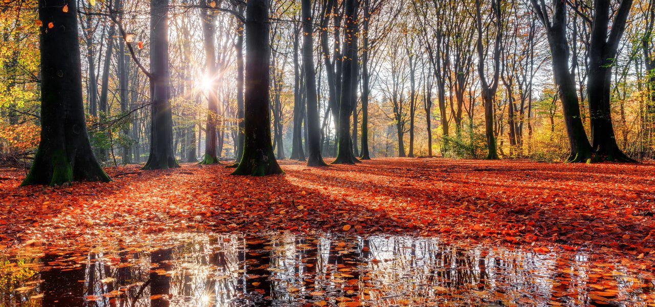 Mooie herfstkleuren in het bos. Foto: Adobe Stock / dennisvdwater.