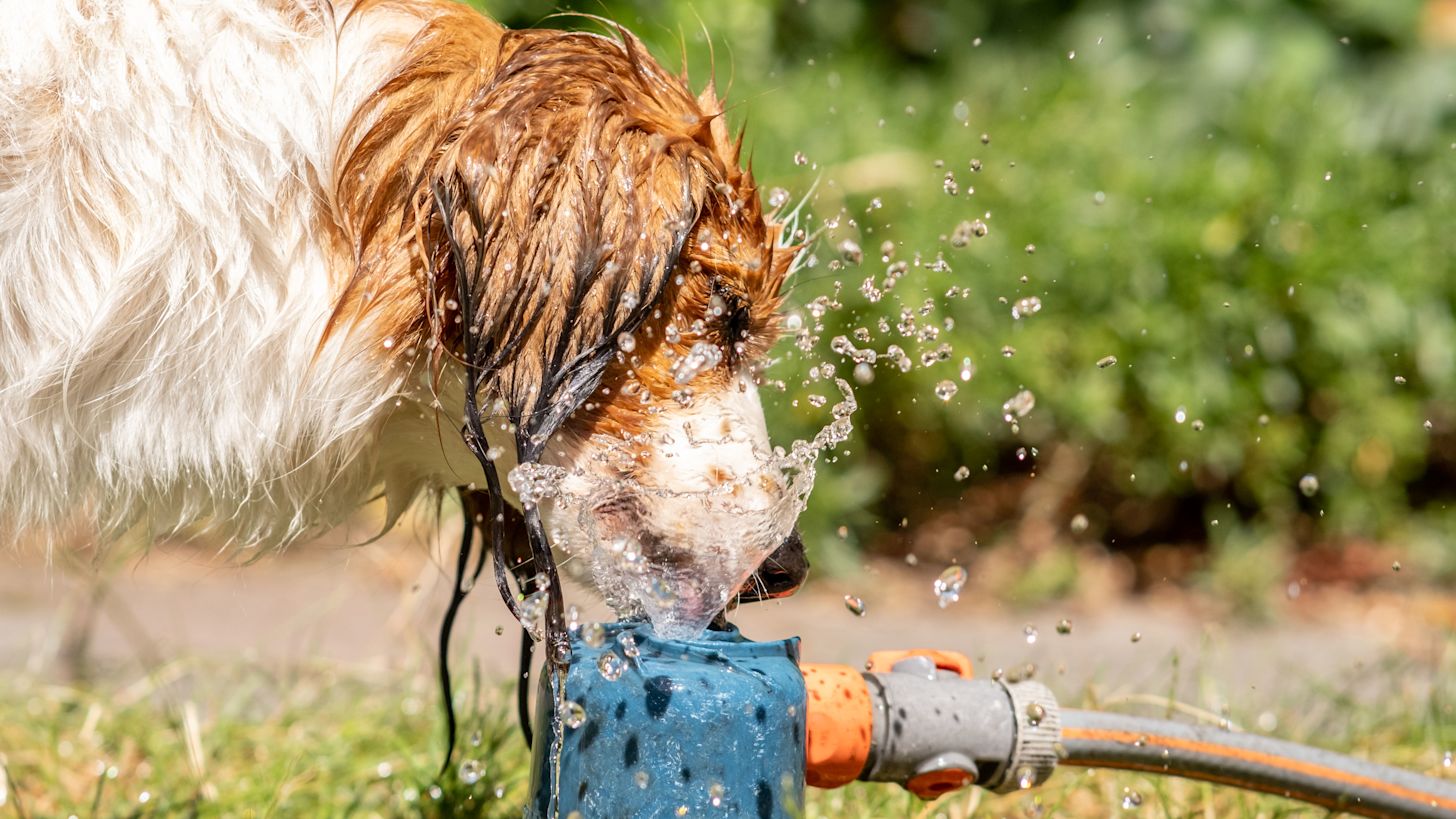 Hond zoekt verkoeling tijdens heet weer Foto: Burry van den Brink