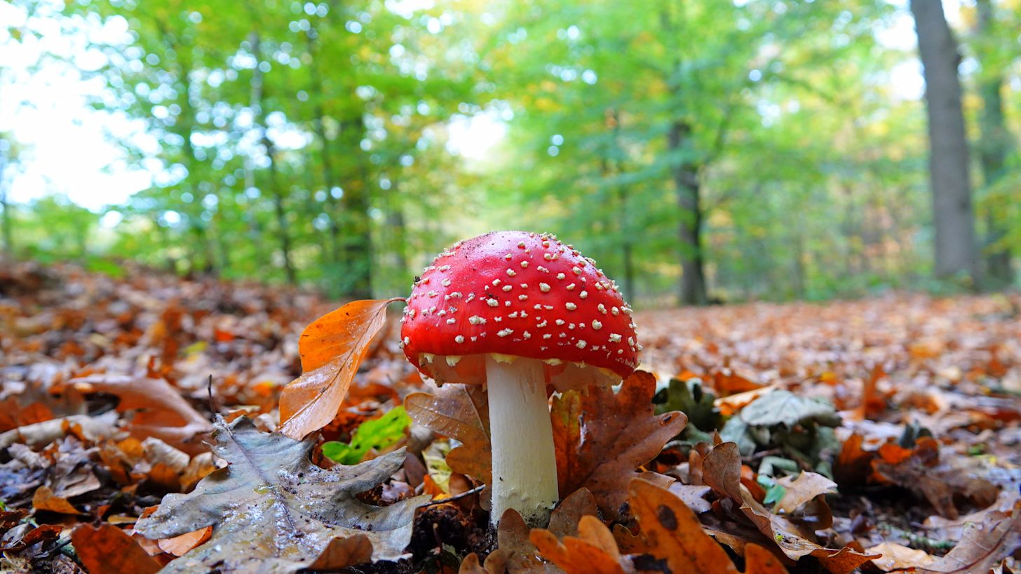 Oktober 2025 was een sombere en vrij natte herfstmaand. Foto: Ben Saanen.