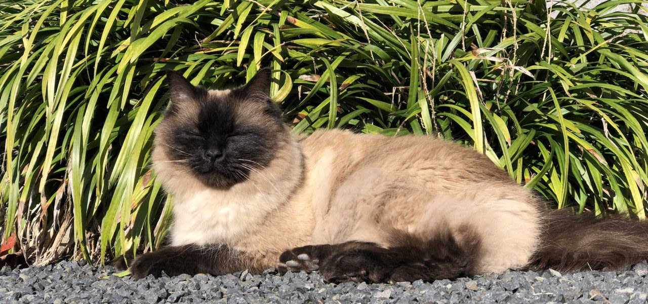 Jolanda-Bakker-kat-ligt-in-de-zon-te-genieten-groot-1280x600