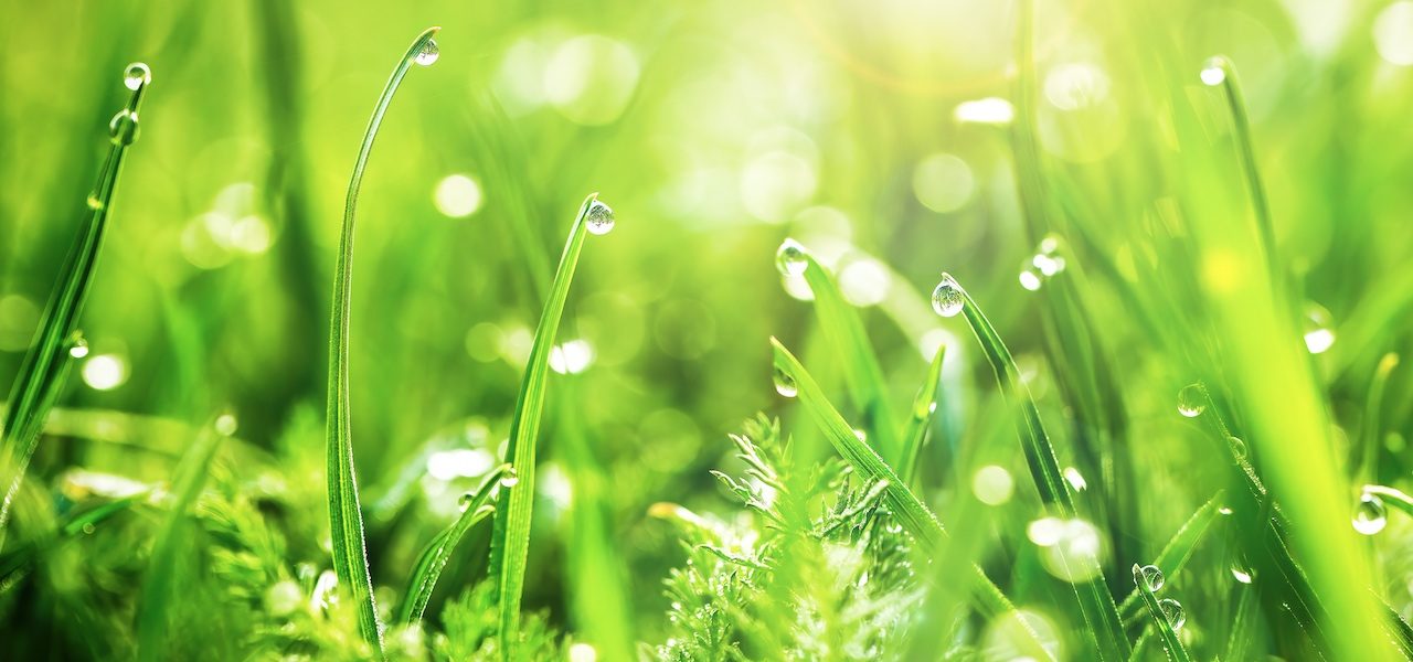 Waarom ruikt het zo lekker als er na een droge periode regen valt? Foto: Adobe Stock / morfey.