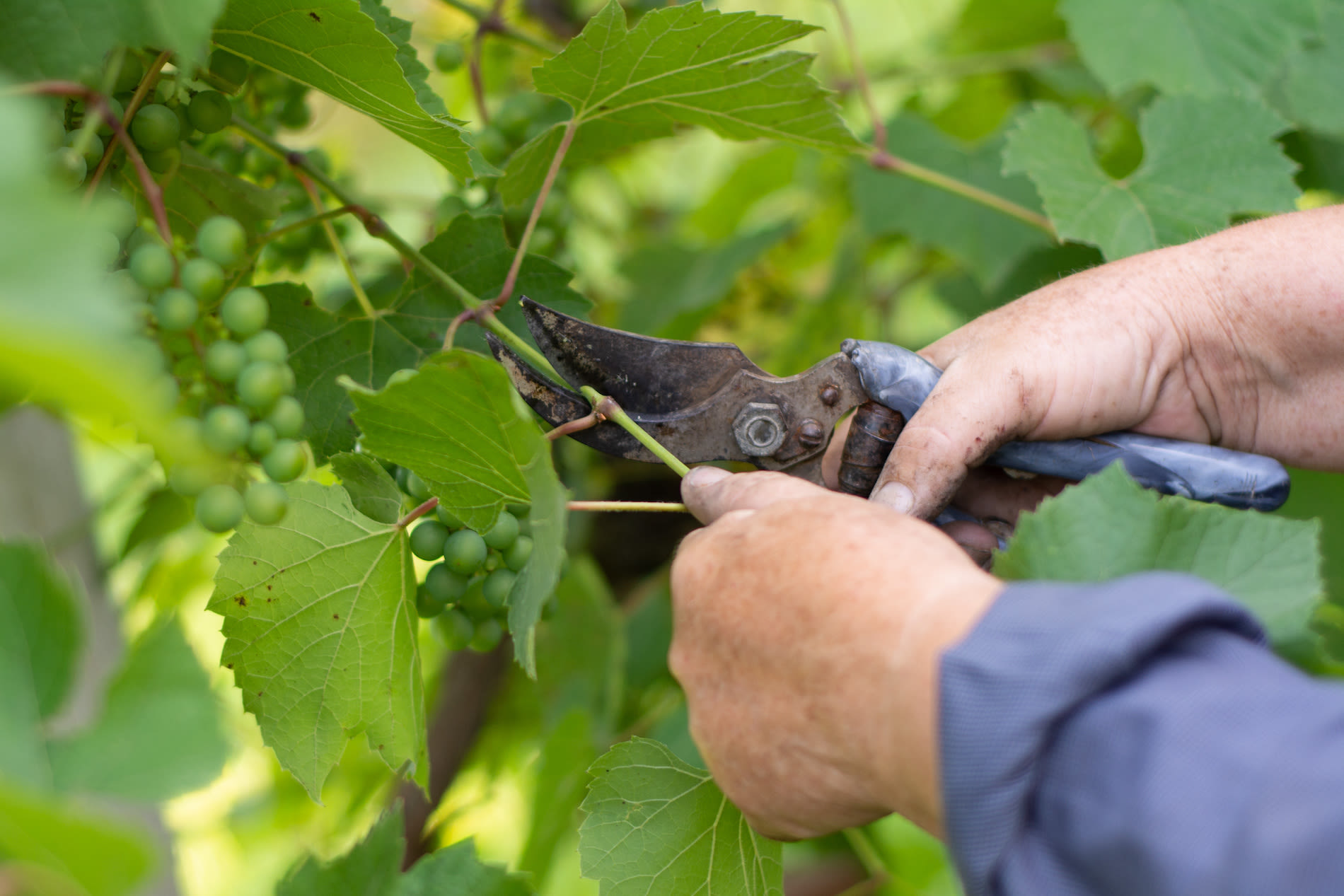 Blad van druivelaar snoeien in de zomer. Foto: Adobe Stock / Nico_Dali