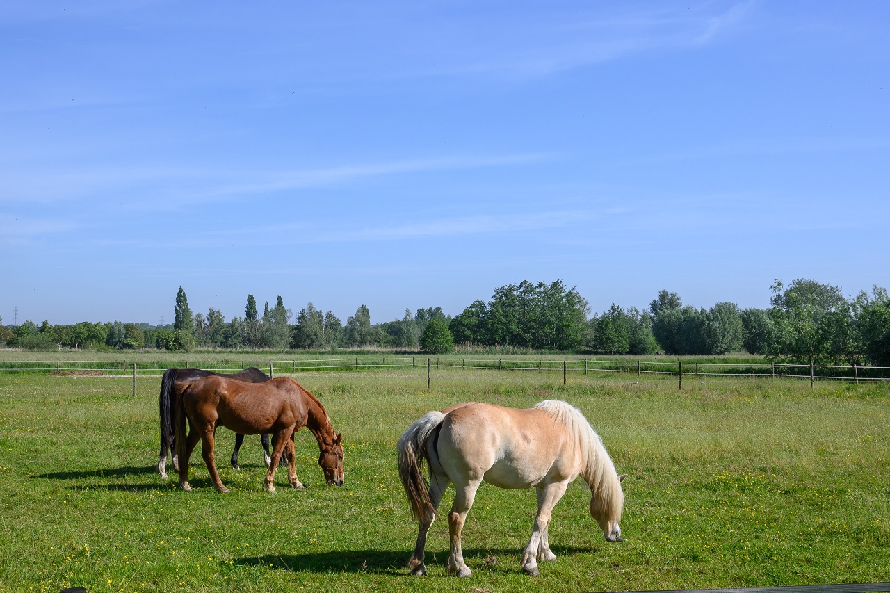 paarden op een zonnige weide. Foto: Marc van Wezemael