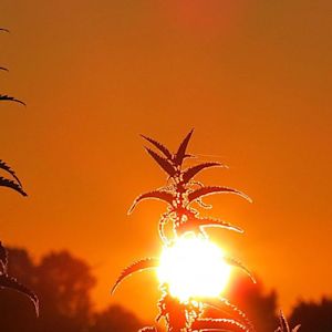 Dit is waarom de lucht bij zonsopkomst en zonsondergang rood kleurt