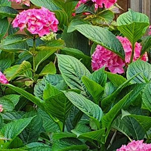 Deze planten zijn geschikt voor het Nederlandse klimaat