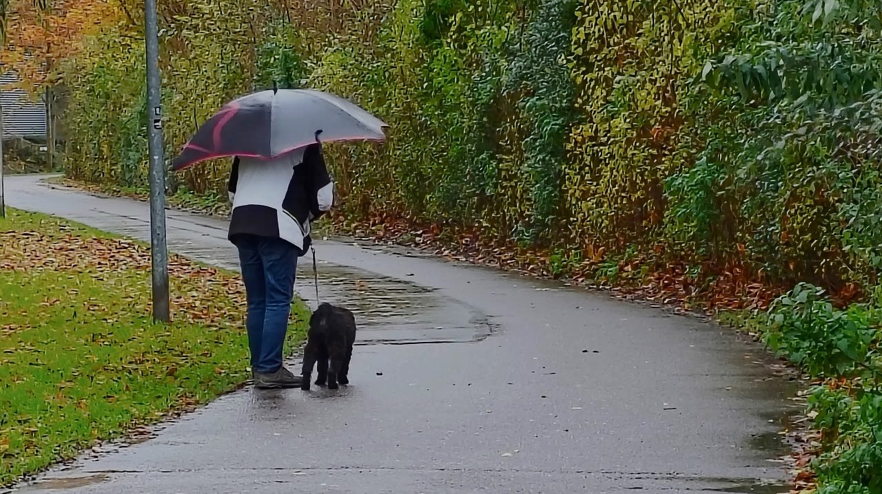 Man met hond op regenachtige novemberdag. Foto: Ton Wesselius