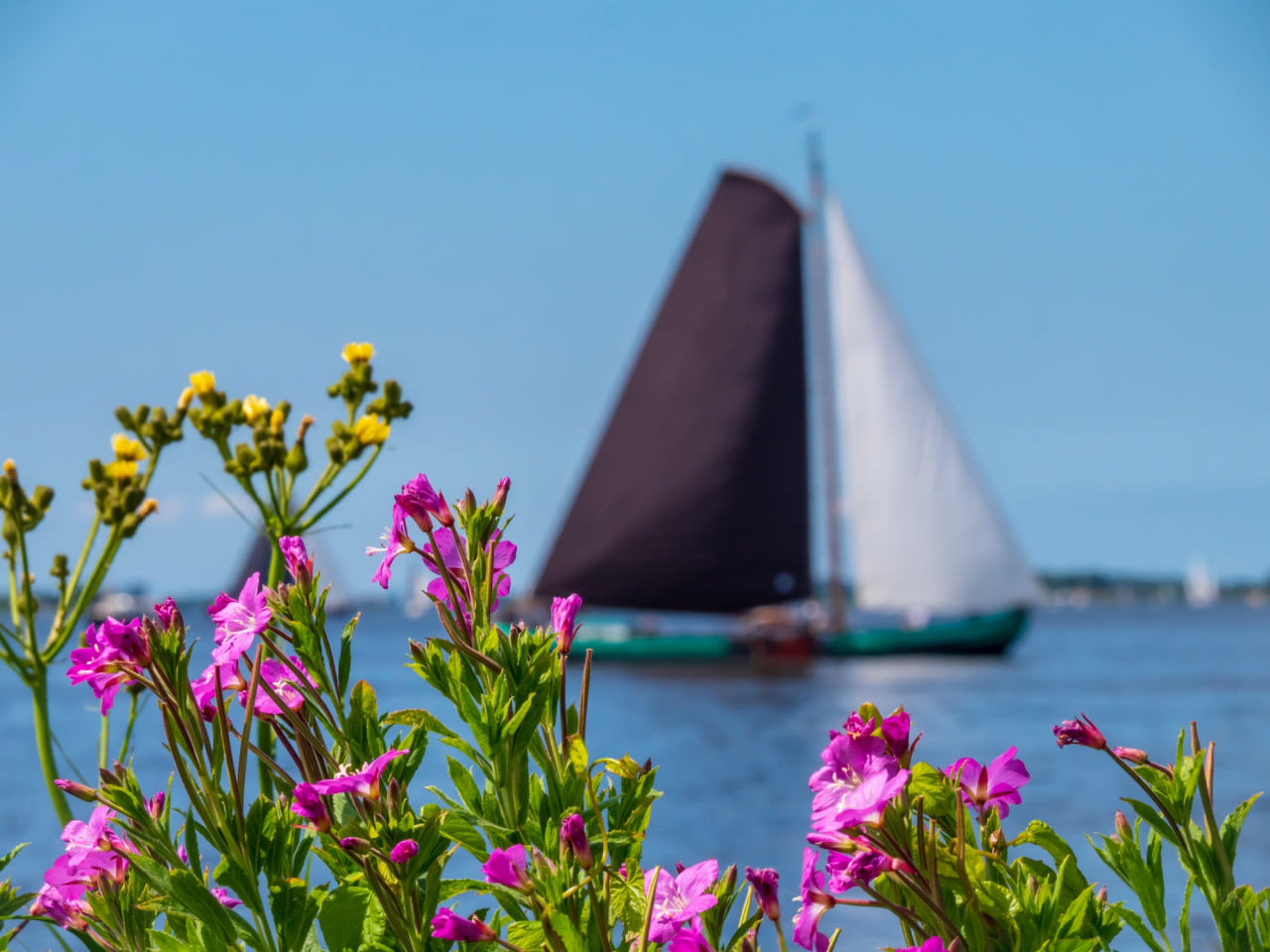 Zeilen in Friesland met zomerse bloemen op de voorgrond. Foto: Adobe Stock / Tom Goossens