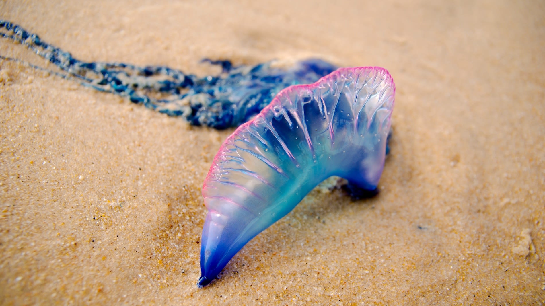 Portugees oorlogsschip. Foto: Adobe Stock / Yggdrasill