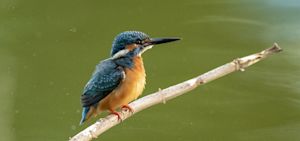 ‘IJsvogel leeft als vorst in Nederland door te warme winters’