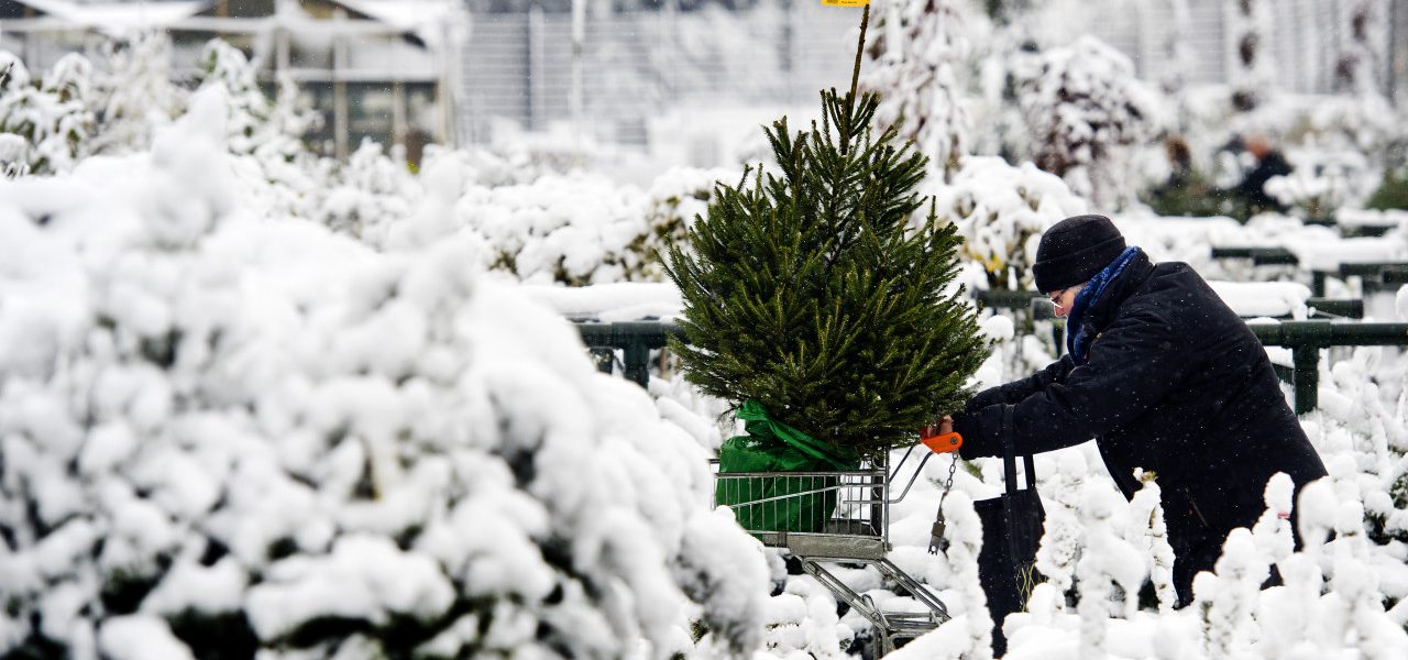 Sneeuw-en-kerstbomen-in-feestmaand-december-1280x600