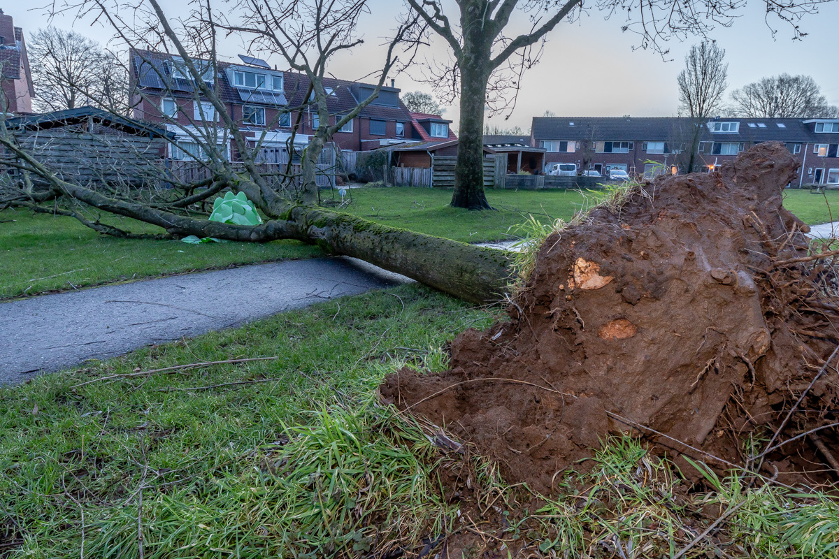 Boom omgewaaid in Doetinchem. Archieffoto: Bas Weetink.