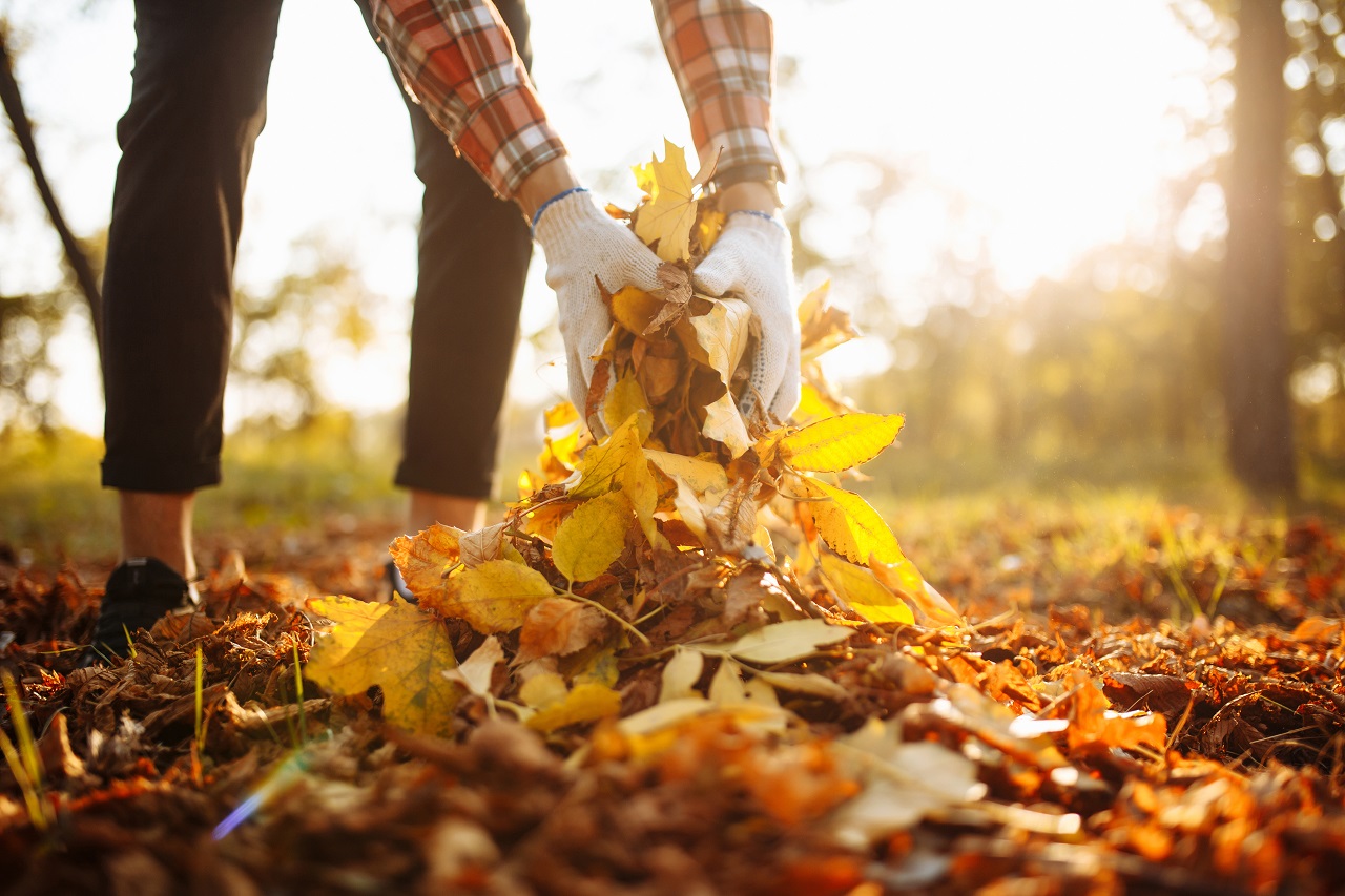 Bladeren opruimen of compost van maken. Foto: AdobeStock / Konstantin Zibert