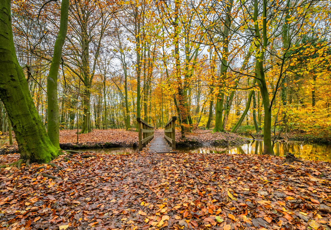 Herfstweer in het bos. Foto: Jacob Doornhem.