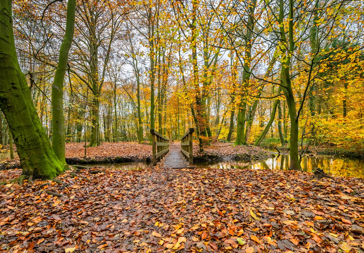 Herfstweer in het bos. Foto: Jacob Doornhem.
