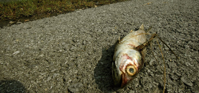 Orkaan laat dode vissen achter op snelweg VS