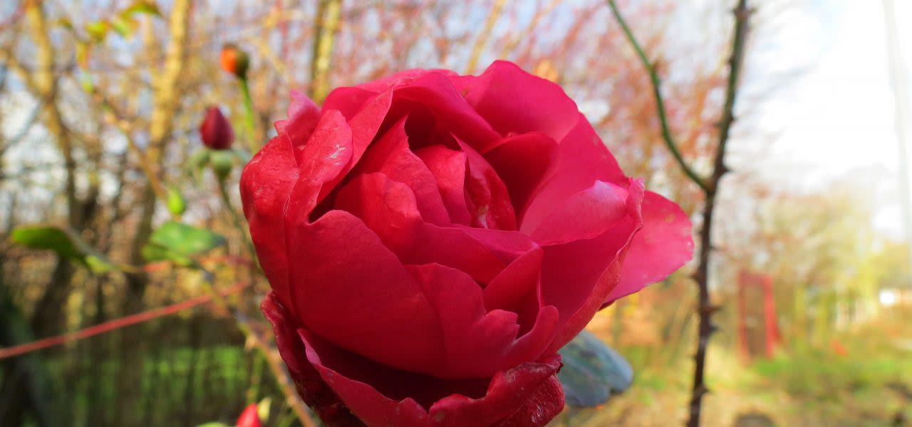 December-zeer-zacht-en-zonnig-1280x600