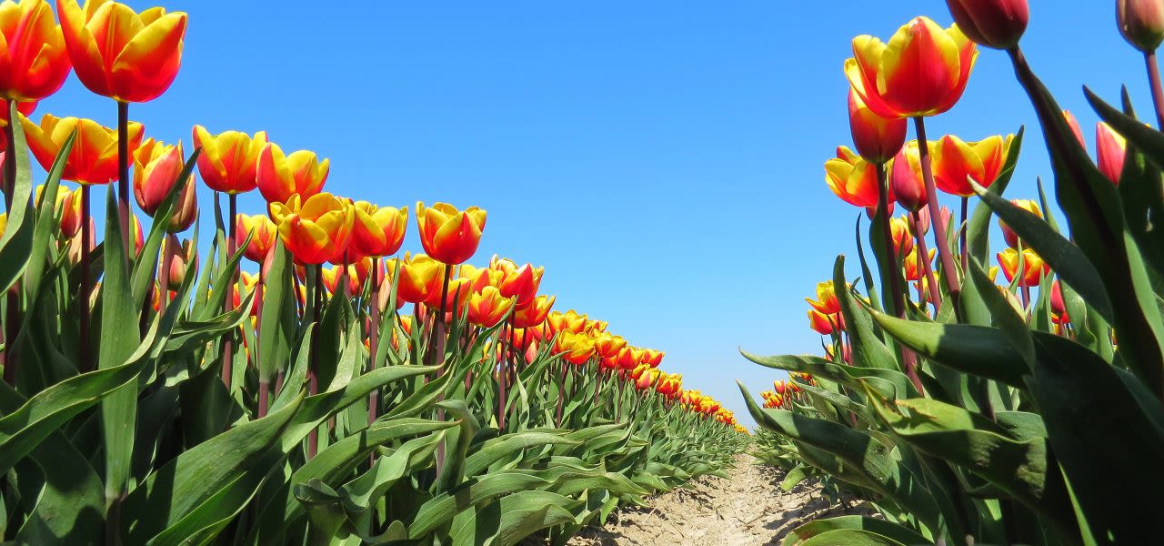 Top-5-warmste-lentes-Jannes-Wiersema-tulpen-1280x600