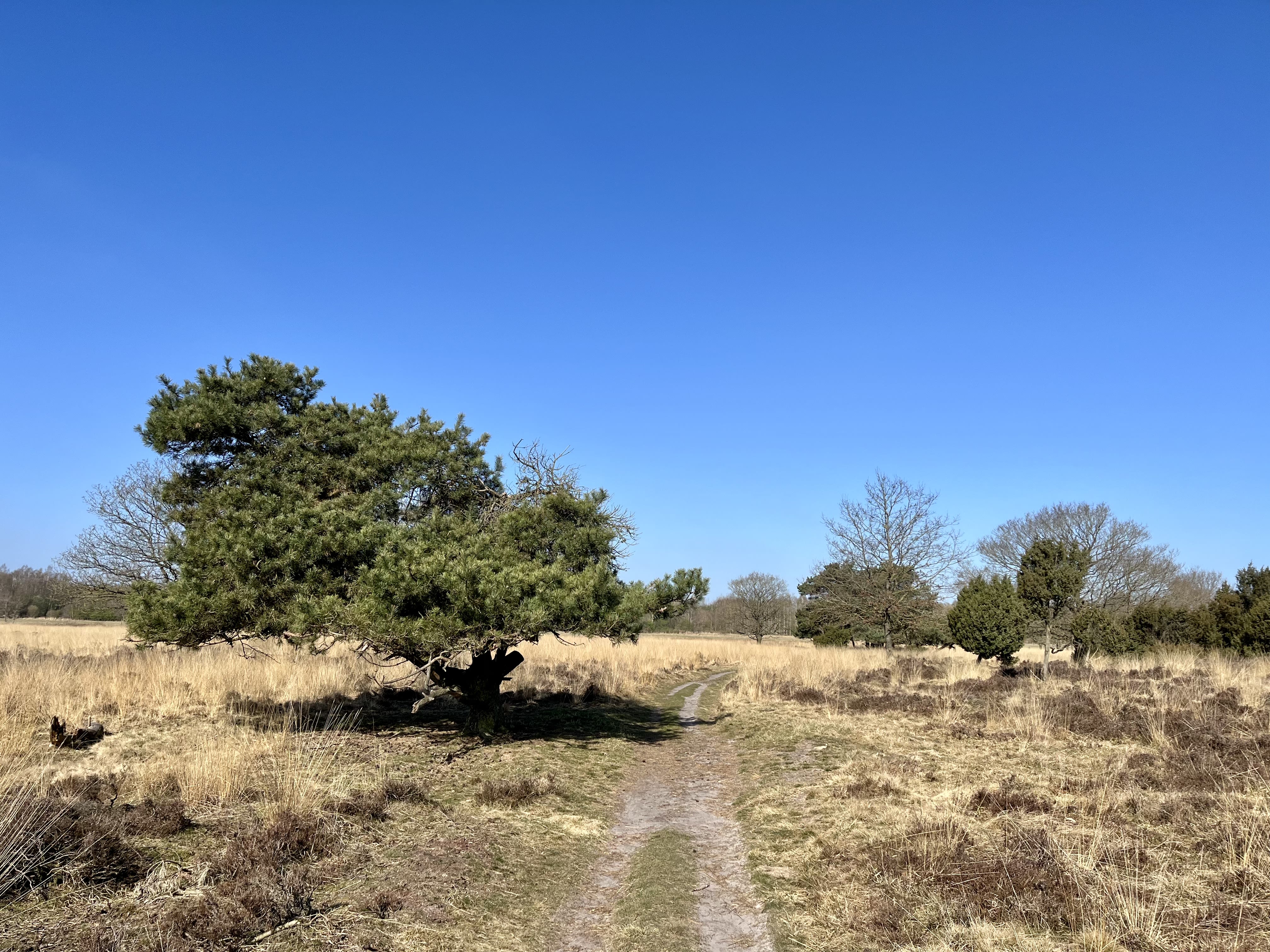 Vooral de oppervlakte is al erg droog. Foto: Maddy